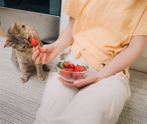 Can Cats Eat Strawberries?
