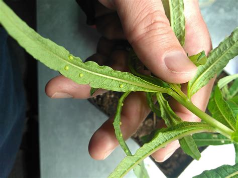 White Lined Sphinx Moth (Hummingbird Moth) EGGS -- LIVE Moth eggs ...