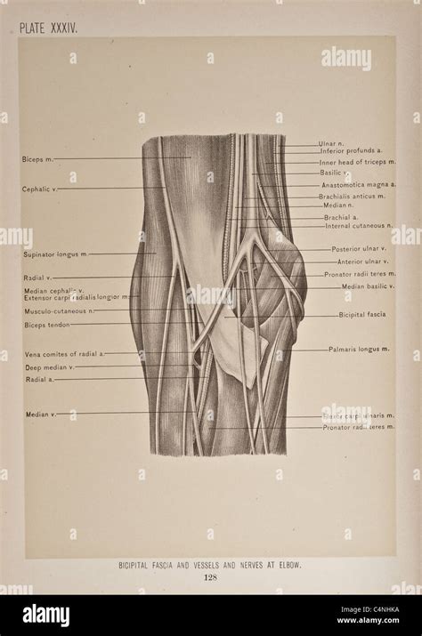 Diagram Of The Antecubital Area