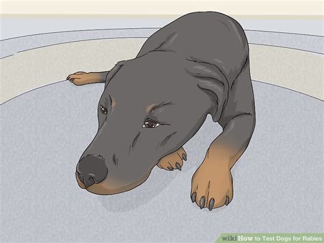 how to test for rabies in dogs