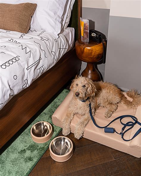 Luxury pet friendly hotels in australia – Artofit