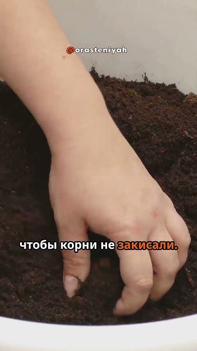 Как вырастить клубнику на подоконнике: пошаговое руководство - YouTube