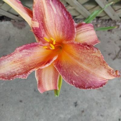 Empress Wu Hosta - Etsy