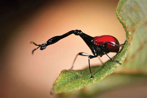 giraffe weevil weevils giraffe neck giraffe