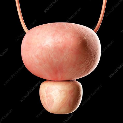 Human bladder, illustration - Stock Image - F011/6946 - Science Photo ...