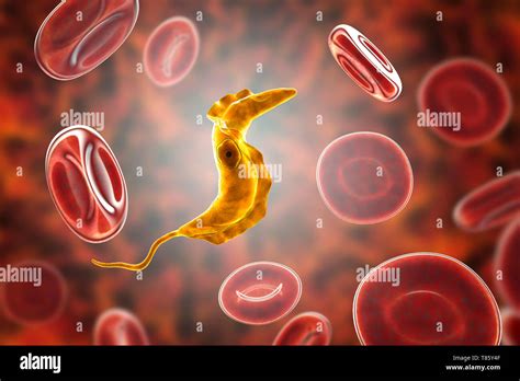 Chagas disease parasite, illustration Stock Photo - Alamy
