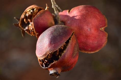 Pomegranate Old Dry - Free photo on Pixabay - Pixabay