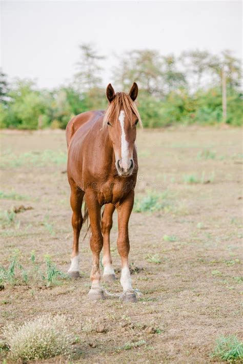 Beautiful Horse on a Farm at Sunset in Summer Field Stock Image - Image ...