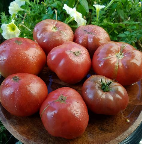Гном Дикий картофельный лист (Dwarf Wild Spudleaf ;Вайлд Спудлеаф)