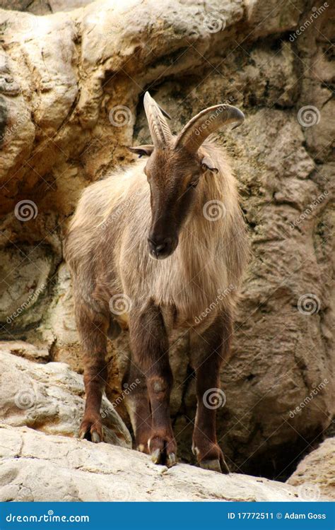 footed stock image image  exploring mountain