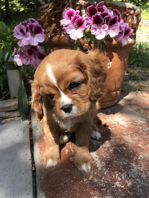 Celebrity Dog Breeder Game