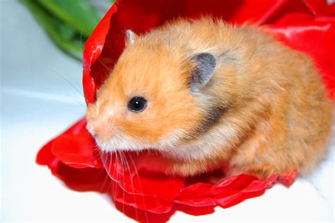 Gambar Hamster Lucu Dan Imut ~ galeri gambar hade