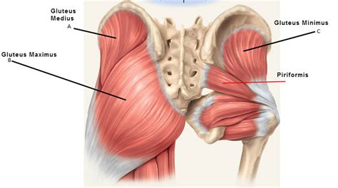 Strengthen Your Glutes & Reduce Pain > MyoThrive