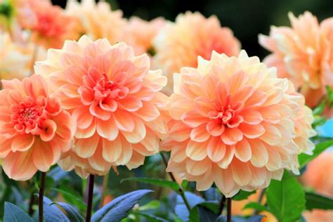 dahlia   grow  care  success