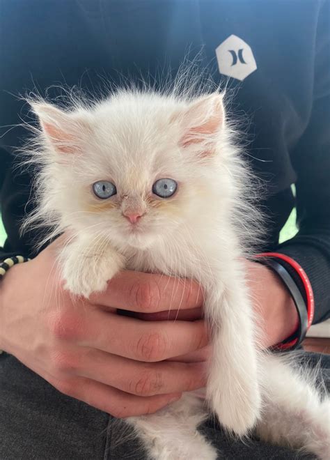 Family-Owned Cattery | New Jersey
