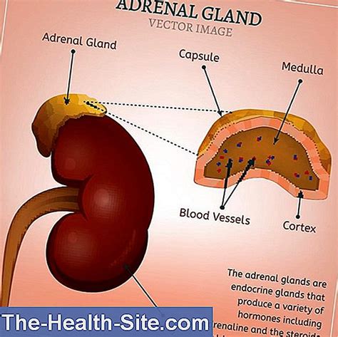 adrenal gland function  anatomy scientific practical medical