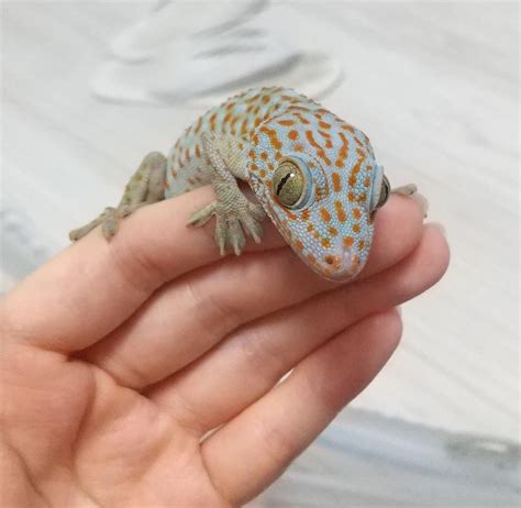 big male vs tiny female : r/geckos