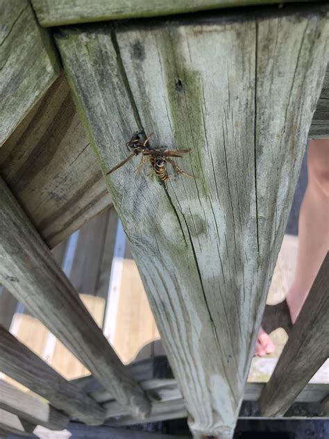 Bitch got what he deserved : r/fuckwasps