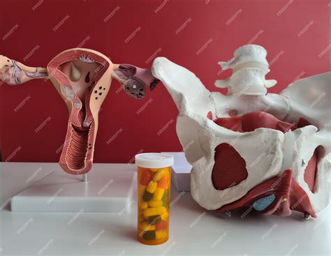 Onde Fica O útero Da Mulher