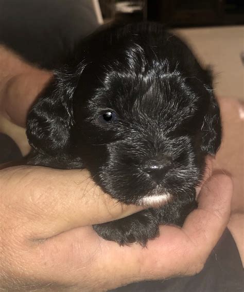 Serenity Bay Puppies at Kristen Loveland blog