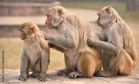 monkey family Stock Photo | Adobe Stock