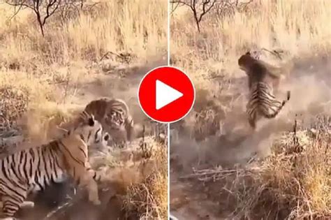 This Viral Video Of Brutal Fight Between Two Tiger Will Give You ...