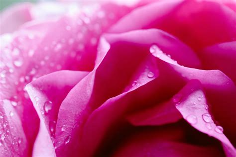 Shiny Flower Photos, Download The BEST Free Shiny Flower Stock Photos ...