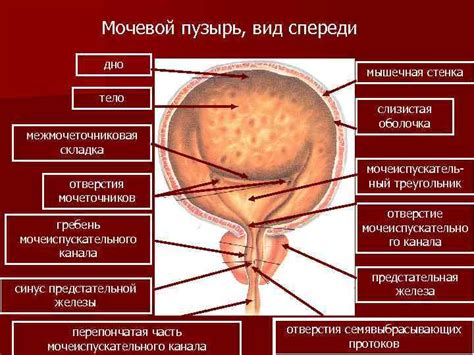 выделительная система Представлена мочеобразующими органами почками и