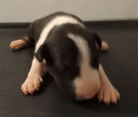 English Bull Terrier Puppies: Find a Responsible Breeder