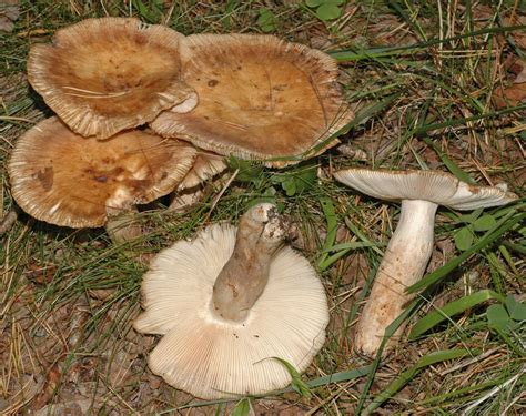 Сыроежка Морзе (Russula illota) фото и описание