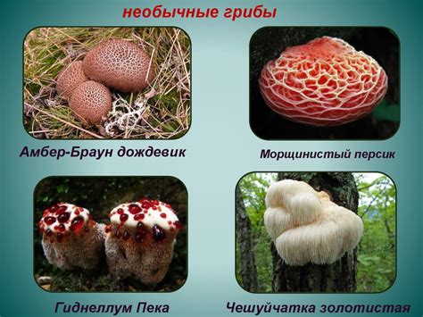Мир грибов - презентация онлайн