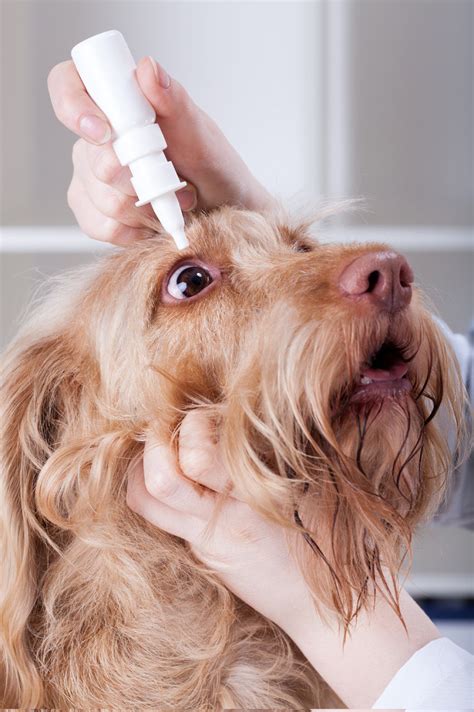 give  dog eye drops