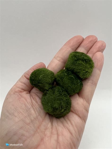 how to take care of a marimo moss ball