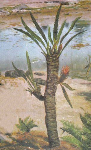 Reconstruction of a Bennettitales-plant