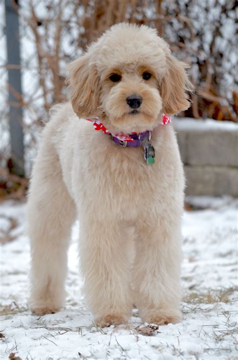 20 best goldendoodle haircut pictures – Artofit