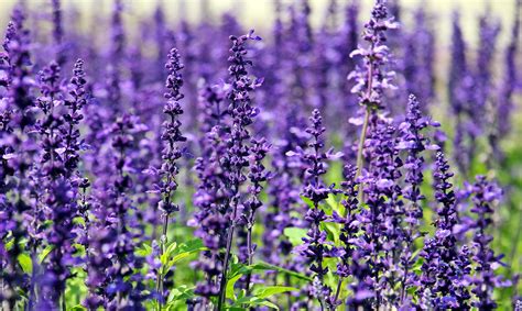 Free Images : nature, summer, herb, park, garden, flora, wildflower