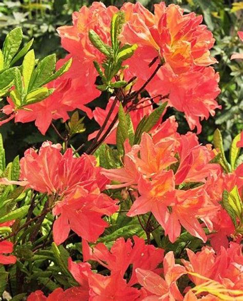 Рододендрон листопадный азалия Японский (Japonicum) купить в интернет ...
