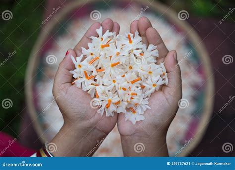 Night Jasmine, Seuli or Shefali Flower is Symbol Flower of Saradiya or ...