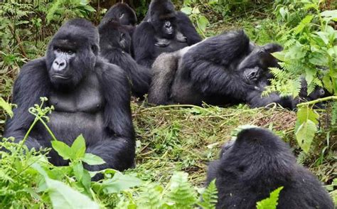 Nine Facts About African Gorillas | Gorilla Safari Lodges