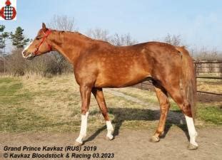 Rahba.org - Horse - Гранд Принц Кавказ