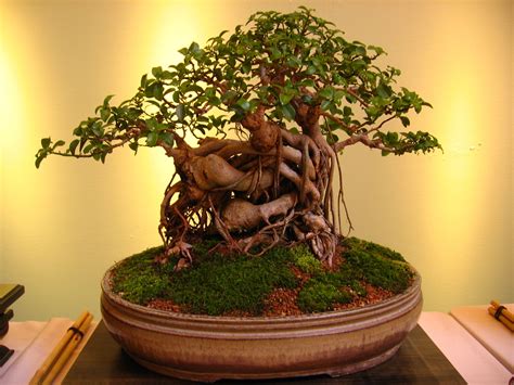 Outdoor Bonsai Tree Types | Aneka Ragam Bentuk Bonsai