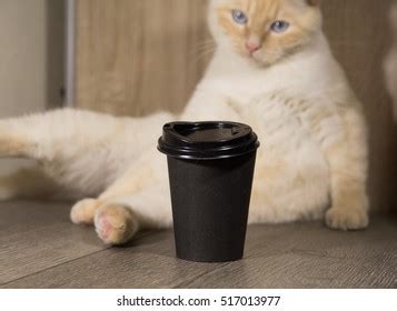 9 Cat Knocking Over Coffee Cup Images, Stock Photos, 3D objects ...