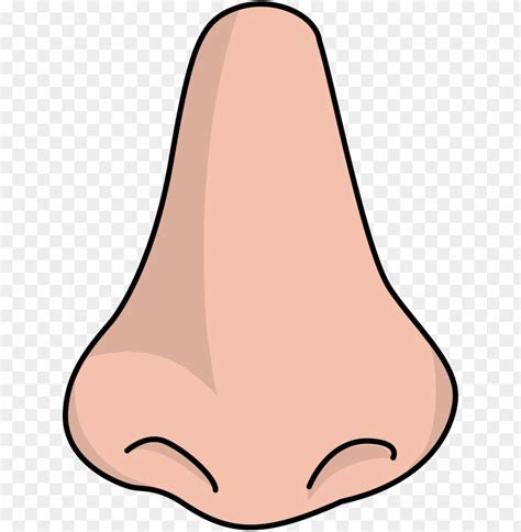 outlined human nose drawing clipart toppng