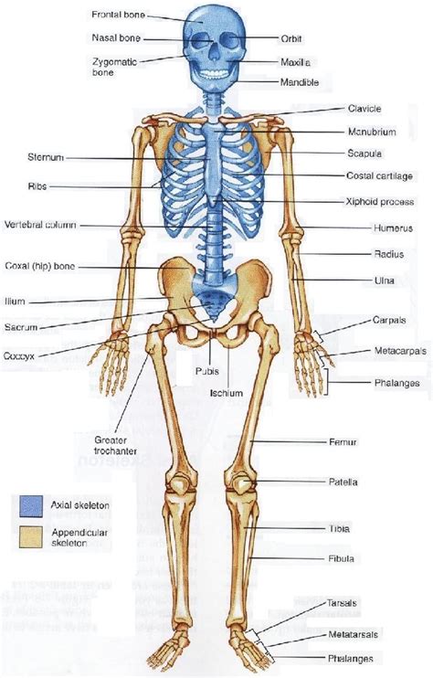 skeletal skeleton   major bones  labeled   diagram