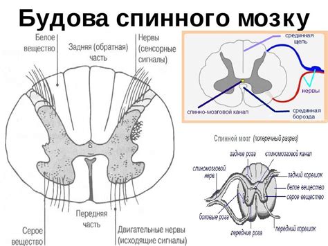 Спинний мозок. Рефлекторна дуга