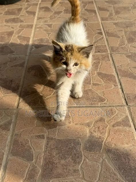 3-6 months Male Purebred Russian Blue in Central Division - Cats