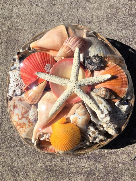 shell basket mix shell sea shell seashell seaurchin sale etsy