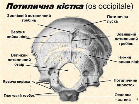 Кістки лицевого і мозкового відділу черепа - презентация онлайн