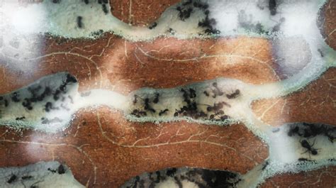 Learn How To Create Your Own Ant Farm | Kids Project | Homesteding