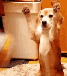 catch gifs tenor